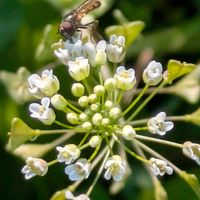 キランソウ,ナズナ,シロバナサギゴケ,ムラサキサギゴケ,ノミノツヅリの画像