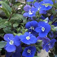 ベロニカ,ベロニカ・オックスフォードブルーの画像