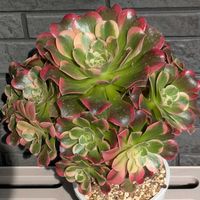 多肉植物,葉挿し,多肉寄せ植え,実生苗,実生っ子の画像