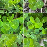 クローバー,四つ葉のクローバー,白詰草（クローバー）,四つ葉クローバー,幸せの四つ葉のクローバーの画像