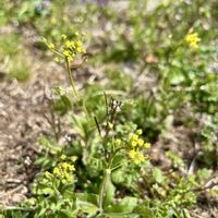 ナズナ,タネツケバナ,ペンペングサ,イヌナズナ,雑草の画像