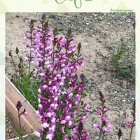 リナリア,春を感じる,ウォーキングの楽しみの画像