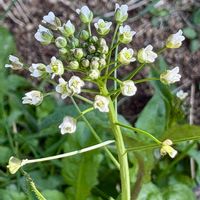 スギナ,ナズナ,散歩道,今日のお花,庭の画像