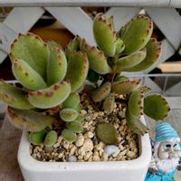 熊童子,多肉植物,コチレドン属,2年目,多肉のある暮らしの画像