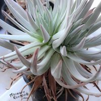 ダドレア,タニラー,ダドレア属,その他部屋の画像