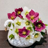 クリスマスローズ,アレンジ,フラワーアレンジメント,可愛い,白い花の画像