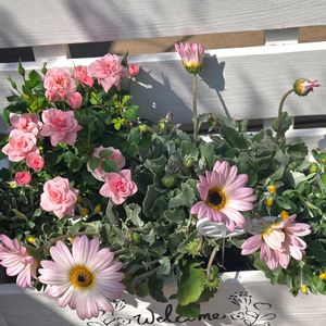 アークトチス,ヒヤシンス,ミニバラ,繋がりに感謝✨,輝かしい未来の画像