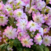 プリムラ,雲南サクラソウ,癒し,いつもありがとう♡,綺麗の画像