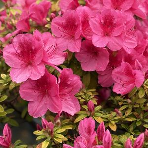 ヒラドツツジ緋扇,花のある暮らし,挿し木から成長,おうち園芸,木曜日は木に咲く花の画像