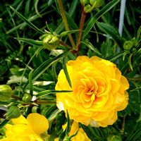 ツワブキ,ニワウメ,ニワウメ,ラナンキュラスラックス,ラナンキュラスラックスの画像