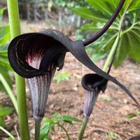 ウラシマソウ,山野草,お出掛け先,植物観察,山野草マニアの画像