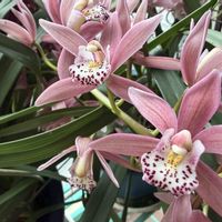 シンビジウム,レウィシア,白楽翁,ラン,春の花の画像