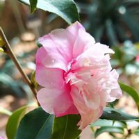 ツバキ,グレープフルーツ,珍しい花,今日も元気で,がんばる♡の画像