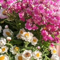 リナリア,リナリア,花かんざし,花かんざし,可愛いの画像