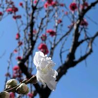 キュウリグサ,サクラ,ハナモモ,枝垂れ桜,花桃の画像