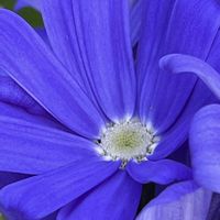 サイネリア,青い花,花を通じて愛と平和を,ほら、綺麗な花でしょ！の画像