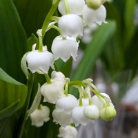 スズラン,スズラン,ナズナ,ナズナ,ミヤコワスレの画像