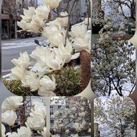 クリスマスローズ,サイネリア,ツバキ,ボケ,モクレンの画像