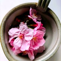よく咲くスミレ,陽光桜,花のある暮らし,GSに感謝。,さくら 桜 サクラの画像