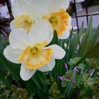 スイセン,デージー,ラナンキュラスラックスヘラ,イリュージアピンクラテ,ラナンキュラスラックス？の画像