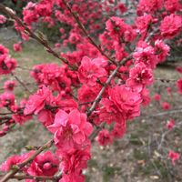 マーガレット,小さな庭で楽しく癒されてます,玄関アプローチの画像