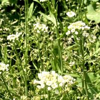 スイセン,ナズナ,ナズナ ぺんぺん草,癒し,今日のお花の画像