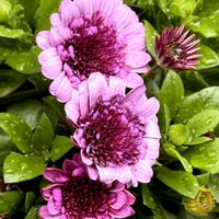 オステオスペルマムの画像