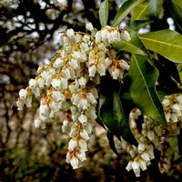 アセビ,ツツジ科,植栽,在来種,有毒植物の画像