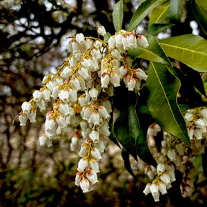 アセビ,ツツジ科,植栽,在来種,有毒植物の画像