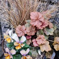 カレックス,ビオラ,ヒューケラ,ヒューケラドルチェ バタークリーム,rokaさんビオラの画像