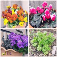 アネモネ,シクラメン,ガーデンシクラメン,ビオラ,カルーナの画像