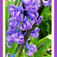 ハナニラ,アネモネ,シュンラン,ヒアシンス,ヒヤシンスの画像