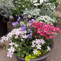 シレネ,ネメシア,リシマキア,ビオラ,ラグラスの画像