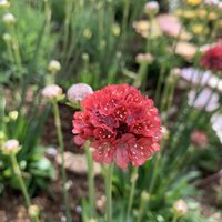 アルメリア,公園,散歩の画像