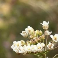 アリッサム,ナズナ,斑入りアリッサム,タネツケバナ,スマホ撮影の画像