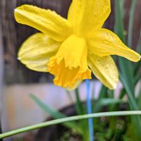 スイセンの画像