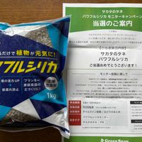 ガーデニング,楽しみ〜,今日の一枚,夏野菜,植物だいすきの画像