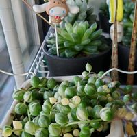 多肉植物,観葉植物,塊根植物,2のつく日は斑入りの日,斑入り見つけ隊♪の画像