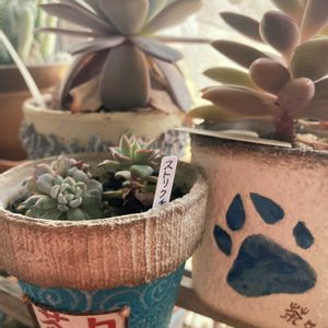 黒爪ザラゴーサ,ピーチブロッサム,ストリクチフローラ ノヴァ,多肉植物,GSの繋がりに感謝♡の画像