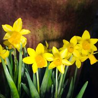 スイセン,水仙,我が家の花壇,季節の花,花のある暮らしの画像