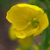 菜の花,小松菜,畑の画像