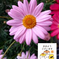 マーガレット,ピンクの花,ピンクのマーガレット♪,あっ木曜日,マーガレットの栽培の画像