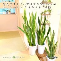 サンスベリア,サンスベリア,サンセベリア ローレンティ,サンスベリア・ローレンティ,サンセベリアの画像