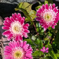 ガーベラ,春の庭,はなのある暮らし,小さな庭,玄関アプローチの画像