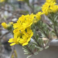 アリッサム,宿根アリッサム サキサチレ,黄花アリッサム,アリッサム サミット,千葉県の画像