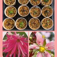 ダイモンジソウ,ビオラ,プリムラ　ジュリアン,植え替え,山野草の画像