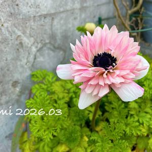 アネモネ,アネモネ・アンアリス,球根,放置栽培,ずぼらガーデナーの画像