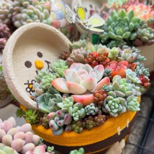 作家さんの作品,多肉植物のある暮らし,プレ企画,作家鉢,プレ企画敗者復活戦の画像