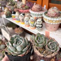 多肉,エケベリア,スカイワールド,多肉植物,葉挿しの画像