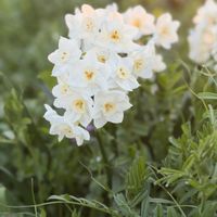 スイセン,水仙,房咲き水仙,房咲き水仙,房咲き水仙の画像